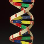 DNA molecular model kit, USA, 1986. (kits; structures; molecular biology; genetics)